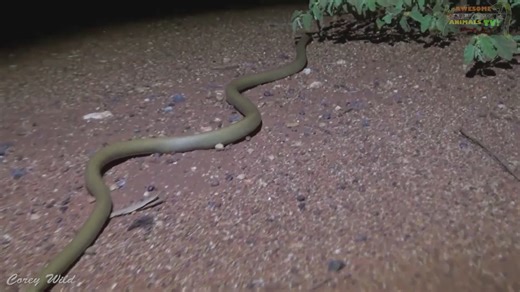 Discovering Australia's deadliest snake in wilderness outback