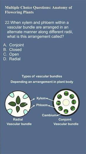 22 The Root's Star Pattern What is a Radial Vascular Bundle? 🌟🌿 #PlantAnatomy#XylemPhloem#Biology