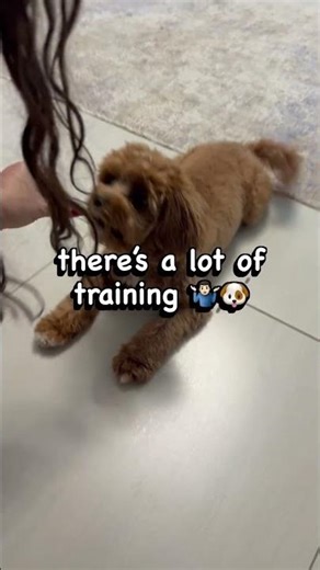 Dog impulse control training 🐶Dash staying calm and waiting for the release command like a pro.