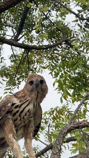 It Stares Straight Into the Camera… Then Takes Flight! 😳🦅🔥 #wildlife