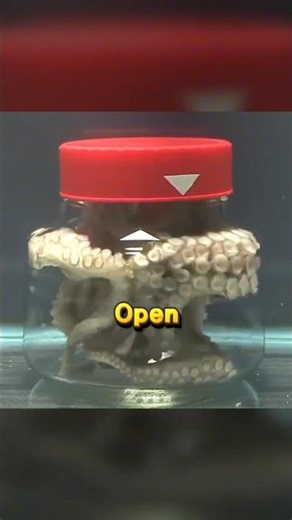 Why Scientists Put Octopus in Jar