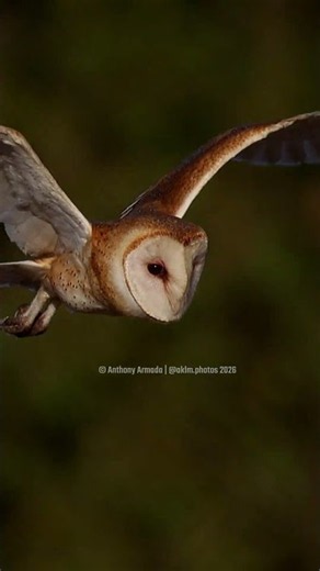 Barn Owl at Dawn in Orange County — Ultra‑Rare Early Morning Wildlife Encounter