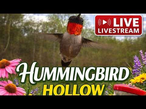 🔴 LIVE Hummingbird Feeder Cam | Blue Ridge Mountains, Virginia | Hummingbird Hollow