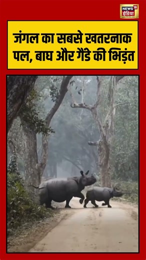 जंगल का सबसे खतरनाक पल, बाघ और गैंडे की भिड़ंत #animals #viralnews #viralshorts #jungle