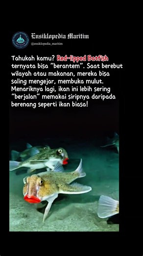 Ikan kelelawar bibir merah berantem dan jalan di laut?