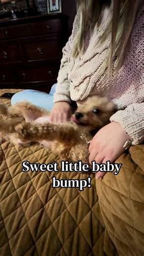 🐾💕 Tiny Mama. BIG Job. 💕🐾 Someone has been doing some serious growing around here… and we’re not just talking about Mama Keiki! 😂 Our sweet little mama is getting SO BIG, and that precious baby bump is officially impossible to miss! 🥹💕 With her babies due October 18th, we are getting closer and closer to meeting Keiki’s tiny crew! At this stage of pregnancy, her puppies are in the final stages of development. They’re growing rapidly, putting on weight, and starting to look like actual tin