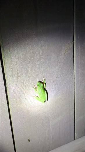 3 tree frogs all together! 🐸 #herping #amphibian #frog