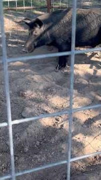 Big large black wild boar hog trapped!! #hogs #trapped #pig