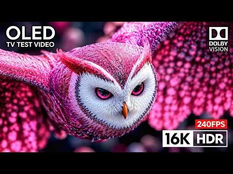 OLED HDR Showcase — 8K Ultra HD TV Display Test (Incredible Visuals)