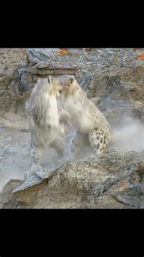 two snow leopards territorial fight