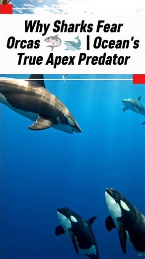 Why Sharks Fear Orcas 🦈🐋 | Ocean's True Apex Predator