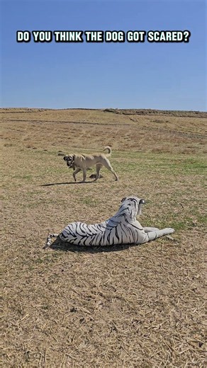 Do You Think The Dog Got Scared?
