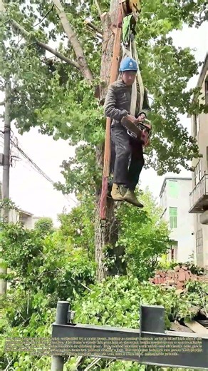 Lifted to Cut: How Arborists Use Cranes to Trim High Tree Limbs