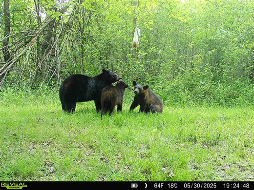 Ohio on track for record black bear sightings as population grows