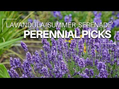 Perennial Picks - Why we love Lavandula 'Summer Serenade' | Walters Gardens