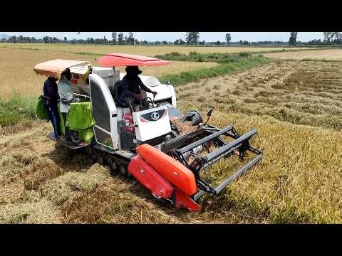 Kubota DC70 Rice Harvesting Machine | Full Operation from Field to Grain Collection