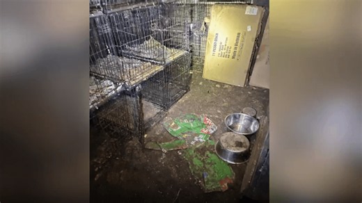 Sheriff: Deputies found animal remains inside walls of Georgetown Co. home