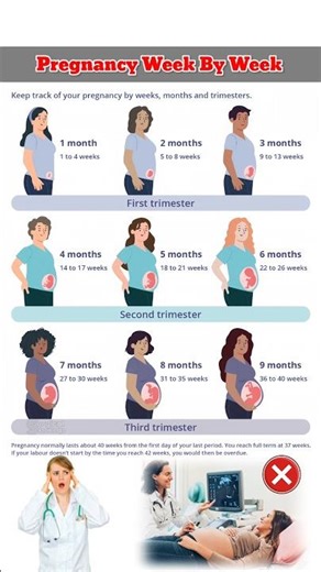 Pregnancy Timeline: Weeks vs Months 🤱#pregnancy #pregnant #pregnancyjourney