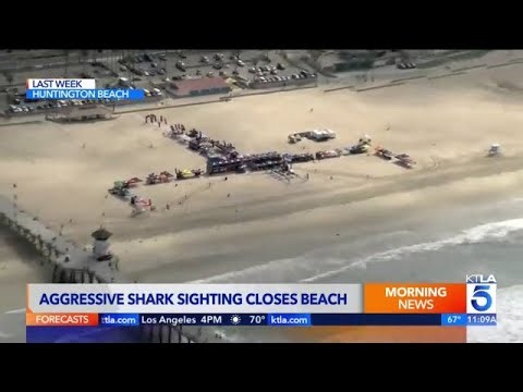 Shark sighting closes Huntington Beach