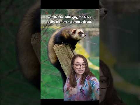 Biomes: Ural Mountains