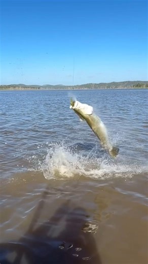 Monster Fish Explodes Out of Water 😱🎣 #fishing #seafishing #shortsvideo