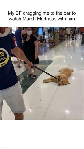 Cute Golden Retriever Gives Up On Walk