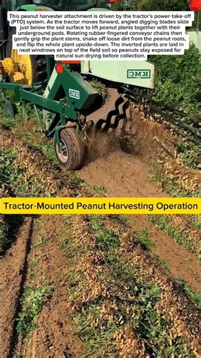 High‑Speed Mechanical Peanut Harvesting!