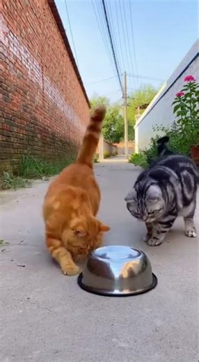 Cat Bomb Squad Gone Wrong 😂💥 | Funniest Cat Prank Ever | Viral Funny #animalcomedy