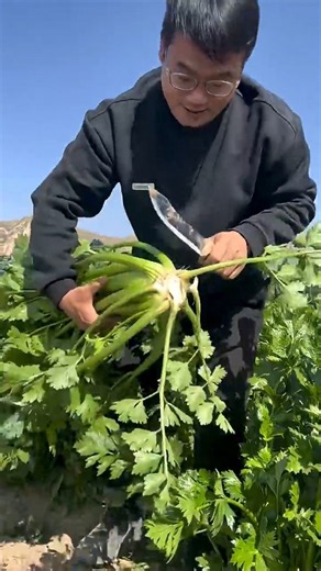 GIANT CELERY looks unreal! 😳🌱🔪#gardening #farming #garden #harvest #vegetable #cutting