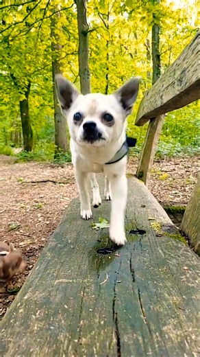 Who Needs a Tiny Dog Hug? 🐾