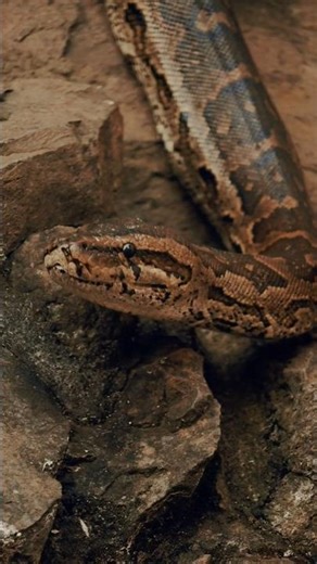 snakes fact ! python ... ajgar #python #ajgar #snake #nonvenomous #wildlife #reptiles #treepython