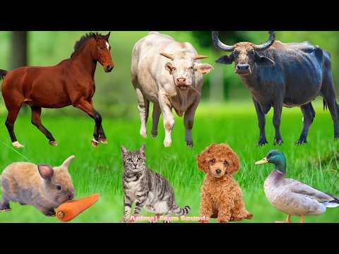 Farm Animal Moments: Elephant, Horse, Chicken, Cow, Dog, Cat, Sheep – Animal Videos