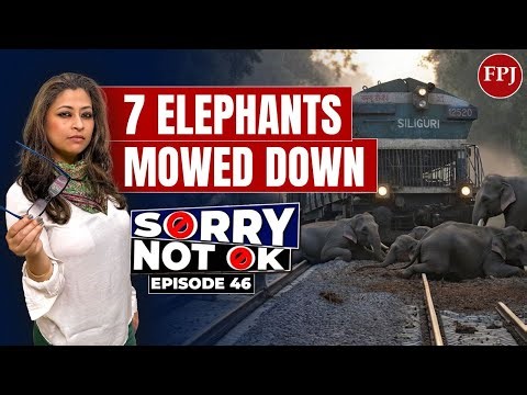 7 Elephants Killed by Rajdhani Express in Assam | Human–Elephant Conflict Returns