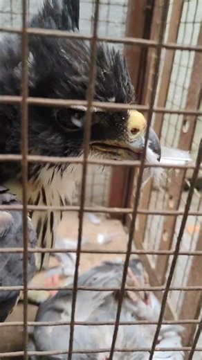 A Chestnut-bellied Hawk-Eagle is catching and eating a pigeon. #birdworld #birdtwitter #russellviper