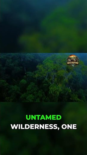 This Rainforest Is Disappearing Fast #congo #endangered #wildlife