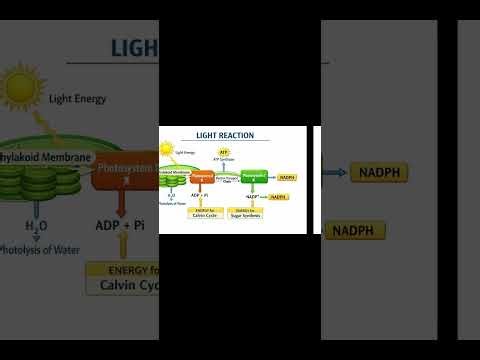 Photosynthesis in Plants 🌿 | Light Reaction & Dark Reaction Explained | CTET UPTET TGT PGT NEET