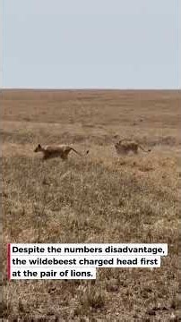 Brave Wildebeest Charges Two Lions to Try & Survive Hunt
