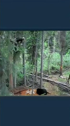 Black Bear Tree Stand Hunt | Perfect Shot in the Wild 🐻🌲#challenge#bear#hunting#