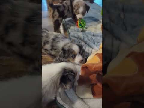 First exposure. Singing dog toy