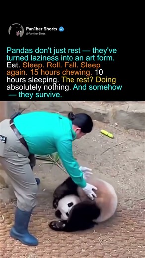 Pandas Turned Laziness Into an Art Form — 15h Chewing, 10h Sleeping, Still Survive.