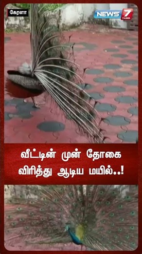 வீட்டின் முன் தோகை விரித்து ஆடிய மயில்..! | NEWS7 TAMIL