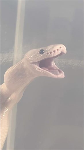 OROCHIMARU | Super Fire Royal / Ball Python | #feeding #short 🤍🎬 (20.10.25)