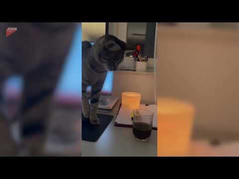 Tabby cat repeatedly tries to put paw into her owner's glass