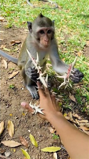 Did the monkey do the right thing? 🐒🥰 ll #Monkey #monkeyvideo #monkeys #monkey #cartoon #animals ...
