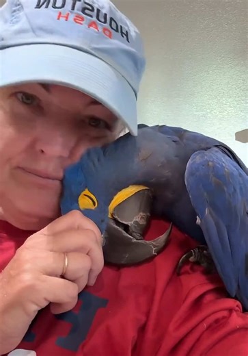 Hyacinth Macaw's Best Moments
