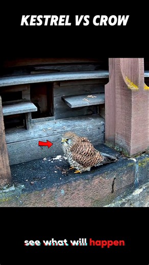 The Crow Attacked First… But The Kestrel Came Back #shorts #birds #crow #kestrel #animals #wildlife