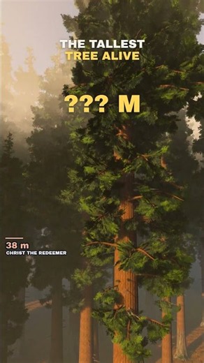 Tallest Tree on Earth Next to a Person: ??? m