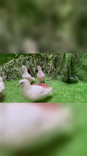 Dove Breakfast Club 🕊️