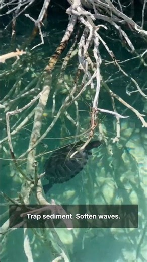 Mangroves: The Forest That Protects the Shore 🌿 #Shorts