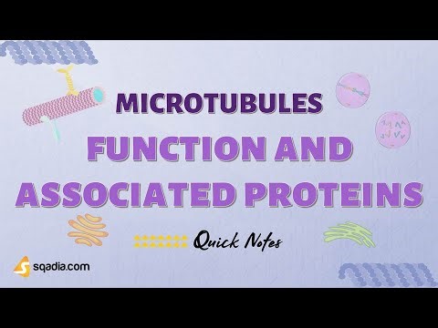 Microtubules | Function and Associated Proteins MAPs